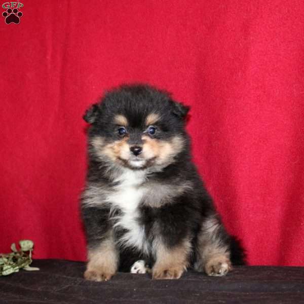 Jarvis, Pomeranian Puppy
